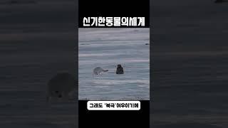 안될것 같지만, 합법인 애완동물? "북극여우"