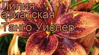 Лилия азиатская (lilium asiatic whistler)  азиатская лилия обзор: как сажать, луковицы лилии