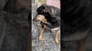 Ну,если больше нетУ… #собака #моясобака #собаки #люся