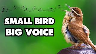 The Many Calls and Songs of the Carolina Wren @BirdsWalkingDown