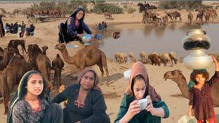 Desert Women Morning Routine | Camle Milking | Village Life Pakistan