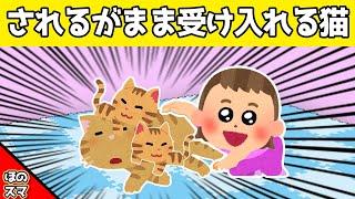 【2chほのぼの】何をされてもされるがまま受け入れる猫が可愛すぎるwww