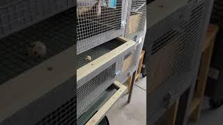 New Quail Cage