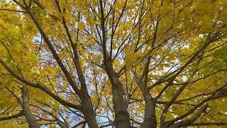 Under the Gazing Tree - A 35 Minute Ambient Experience #Nature #relaxation