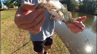 Light Tackle Fishing (Catching bass and bluegill)