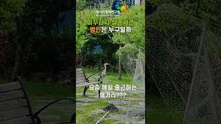 미꾸라지 실종사건, 누가 범인일까
