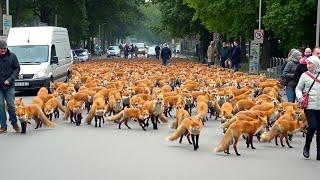 Russia's Experiment Turned Wild Foxes Into Pet Dogs in 60 Years