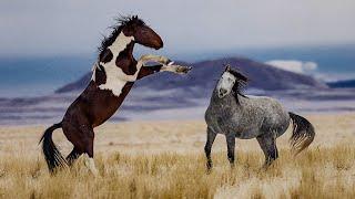 Wild Horses – The Untamed Spirit of Freedom