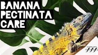 Banana Pectinata Iguana Care