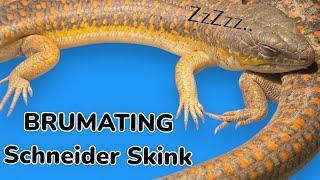 Brumating Schneider Skinks for Breeding.