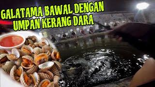 Mancing Bawal Dengan Umpan Kerang Dara