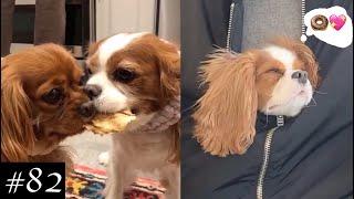 Meet Cavalier King Charles Spaniel Compilation | Dogs Videos