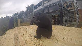 First Precious Moments Outdoors at Project Chimps!