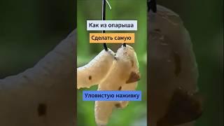 Как из ОПАРЫША сделать УЛОВИСТУЮ наживку #рыбалка #рыбак #карась #карп #ловитьрыбу #опарыш #поплавок