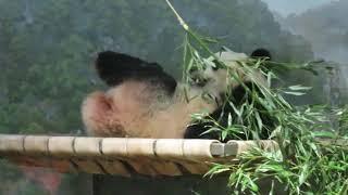 Bei Bei settling down to sleep