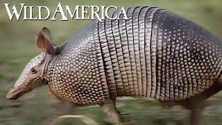 Wild America | S11 E1 The Amazing Armadillo | Full Episode HD