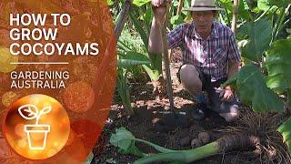 Cocoyams – grow, propagate and harvest a warm-climate alternative to spuds | Gardening Australia