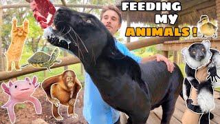 FEEDING MY ANIMAL FAMILY ! (Property Tour)