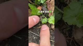 四葉幸運草？