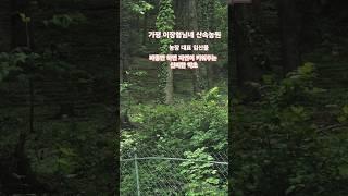 작년 가을 파종 #산양삼 01087908228  #귀농귀촌 #nature #산삼