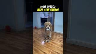 손발 안맞아 삐진 천재 댕댕이
