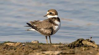 Галстучники или большие зуйки на пролете. Charadrius hiaticula. Птицы Беларуси.