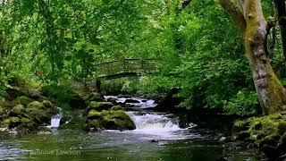 Entspannende Naturgeräusche - Studie-Schlaf-Meditation-Wasser-Sounds-Vogel-Lied