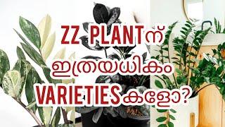 10 variety types of zz plant | Zz plant collections | Rare collection of zz plant | zz plant