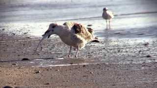 Great Black-backed Gull downs a big fish--NARRATED (YouTube: Jo Alwood)