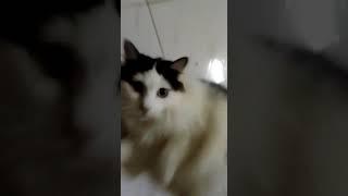 Stubborn Fat Cat