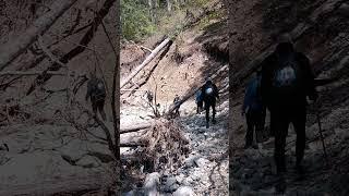 этот лес наглядно показывает как бывает течение на этой речке