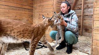 LYNX Hanna BIT ME / Cougar licked his stomach / Transferring Rufy's bobcat room / Training with cats