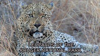 Kruger National Park Leopards