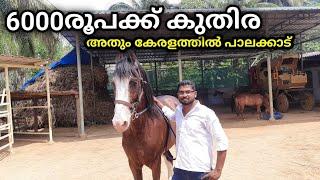 6000രൂപമുതൽ കുതിര പാലക്കാട്‌ വില്പനക്ക് |horse for sale from 6000rs