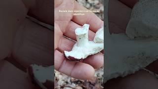 Russula duas especies e uma forma de identificação