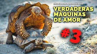 NATURALEZA CALIENTE  así HACEN EL AMOR estos animales (elefantes, tortugas, monos narigudos)