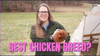 The Best Chicken Breed? Why We Love #Bielefelder Chickens