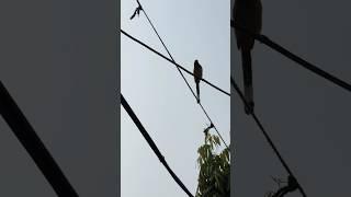 Shikra ne Cockatiel pe attack kiya | Daily Pet Vlogs| Master Cage #parrot #shikra