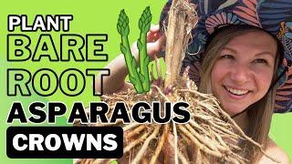 Grow Asparagus At Home: A Complete Guide For Planting Bare Root Asparagus Crowns 