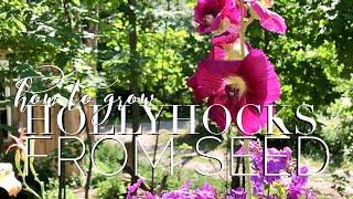 Growing Hollyhocks from seed on How to Grow a Garden with Scarlett