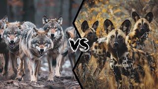 Wolf Pack vs African Wild Dog Pack - Who Would Win?