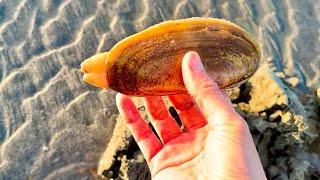 January Razor Clam Digging Long Beach WA - Literally One Handed Limit 挖刀蚬