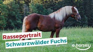 Der Schwarzwälder Fuchs Rasseportrait