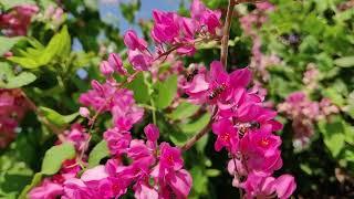 Meadow birds singing and bees buzzing. For sleep and meditation