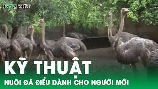 SỔ TAY NHÀ NÔNG: Kỹ thuật nuôi đà điểu thương phẩm cho người mới bắt đầu | Báo điện tử Dân Việt