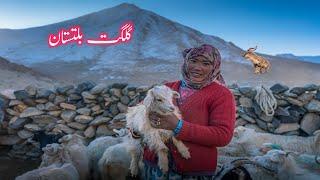 Gilgit Baltistan Nomadic Life|Daily Routine Village Life of Pakistan|Nomadic Lifestyle of Baltistan