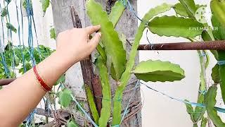 #How to grow dragonfruit plant.. #tips for dragon fruit plant...