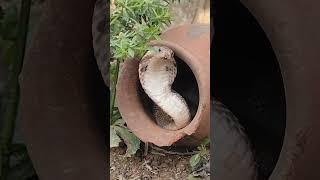 Nhầm rắn hổ mang  #cobra #cobrasnake #viralvideo #snake #animals