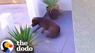 Security Camera Catches Stray Dog On Woman's Doorstep | The Dodo