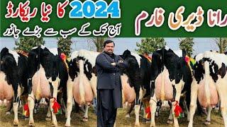 Rana Dairy Farm | Pakistan's Best Cows ever | Friesian cows | cows in punjab